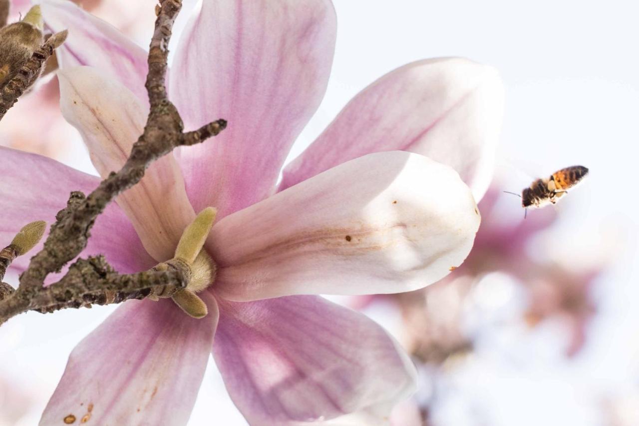 مبيت وإفطار غريفي ان شنتي La Magnolia المظهر الخارجي الصورة